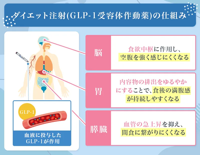 ダイエット注射は脳と胃と膵臓の3部位に作用し食欲抑制や血糖コントロールによってダイエットをサポートする