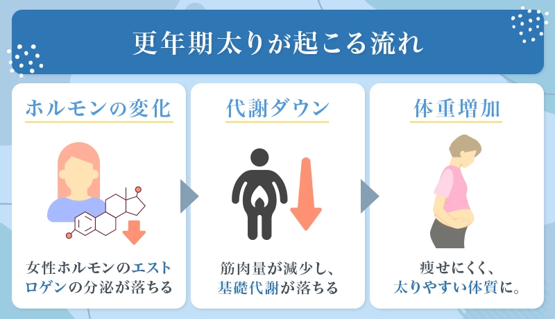 更年期太りはホルモンの変化による代謝ダウンが主な要因